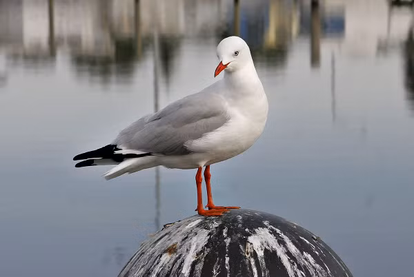 Với lượng tiền khổng lồ từ khai khoáng, Nauru cho xây sân bay, thậm chí còn mua 7 chiếc máy bay để phục vụ giao thông, du lịch. “Chẳng có mấy ai quan tâm đến việc đầu tư có sinh lời hay không. Tiền USD thậm chí còn được dùng làm giấy vệ sinh. Cuộc sống khi đó cứ như là bữa tiệc mọi ngày vậy”, một cựu tổng thống giấu tên của Nauru nhớ lại.