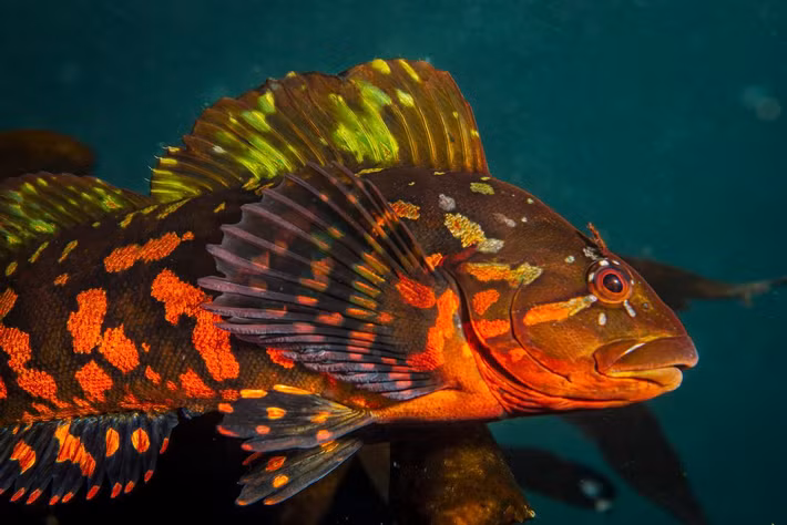 Loài cá đá xanh (Hexagrammos lagocephalus) được biết đến với tuổi thọ lên đến 11 năm, với kích thước lớn nhất đạt đến 60cm và trọng lượng 83kg.