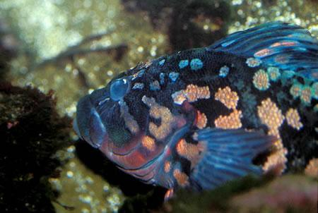 Chúng thường có màu sắc đặc trưng với các đốm màu cam đến đỏ và đốm sẫm màu trên vây.