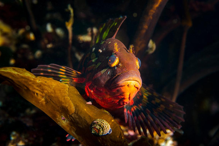 Loài cá đá xanh có chế độ ăn đa dạng, từ động vật không xương sống đến cá, trứng và tảo.