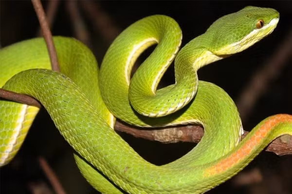 Các loài rắn lục đều có độc tố dù ít hay nhiều, tùy vào loại rắn mà lượng độc tố và khả năng phát độc khi vào cơ thể con người khác nhau.