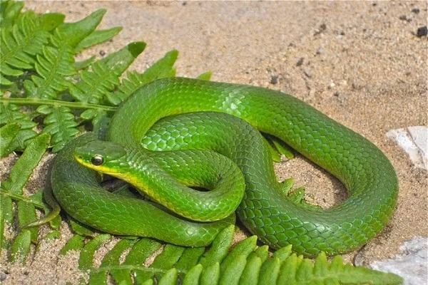 Các loại như rắn lục cườm, rắn lục kim thì hiền lành hơn và cấu tạo răng của chúng cũng có khác biệt. Chất độc chỉ được tiêm vào con mồi khi rắn nhai thức ăn, nên vết cắn của chúng không gây nguy hiểm bằng các loại rắn kể trên.