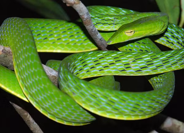 Rắn lục là một trong những họ rắn chính có số lượng cá thể lớn tại Việt Nam. Rắn lục có đặc điểm là màu thân xanh lục đặc trưng, một số con màu đen vằn có thân màu bạc (rắn lục đầu bạc), một số con màu thân nâu vằn hoặc xám vằn.