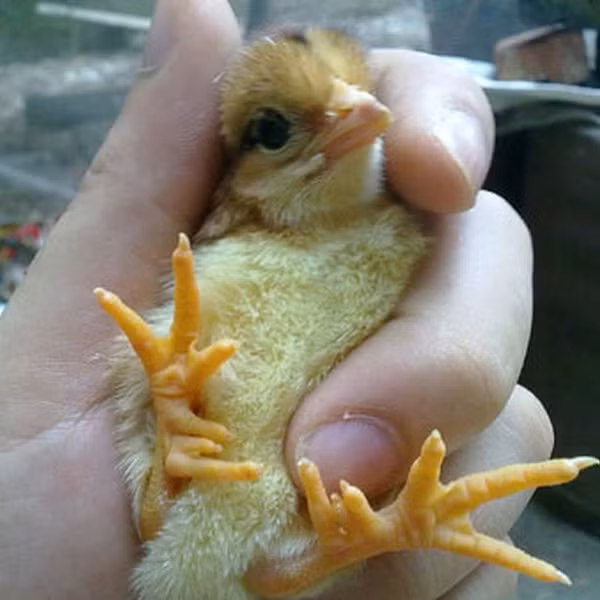 Hiện nay, gà chín cựa có 2 dòng, gà lục đỉnh, là giống gà có 3 cựa hình tam giác, mỗi chân 5 cựa nhưng có 1 cựa lép thì gọi là giống gà chín cựa.