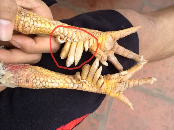 Gà chín cựa không còn trong truyền thuyết mà là một đặc sản nức tiếng của vùng Phú Thọ. Gà chín cựa hay còn được gọi là gà nhiều cựa, được xem là một trong những đặc sản quý hiếm của vùng núi Xuân Sơn.