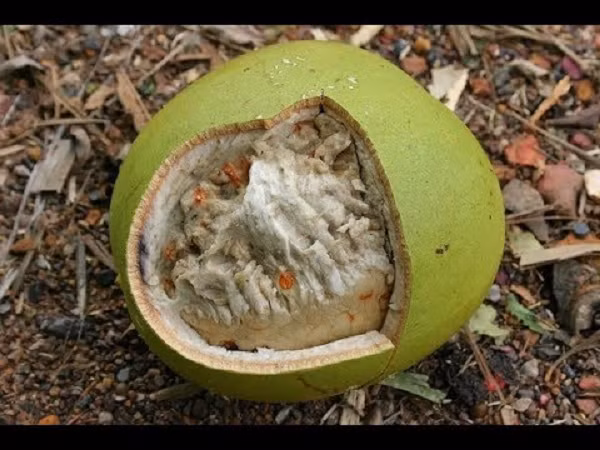 Đúng như tên gọi của nó, quả Đào Tiên có thể dùng để tăng cường tuổi thọ. Trái Đào Tiên khi chín sẽ được bổ ra, bỏ hạt và ăn như một loại trái cây thông thường.