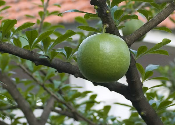 Quả Đào Tiên có chứa khá nhiều axit như: axit xitric, axit clorogenic, axit tactric, axit creosenic… Vỏ của quả khá cứng, với những quả to thậm chí phải dùng cưa mới bổ đôi.