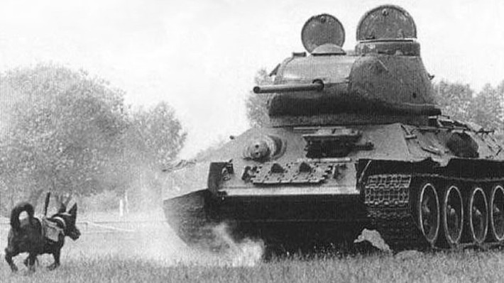 Chó chống tăng là một vũ khí độc nhất vô nhị của Liên Xô trong Thế chiến 2. Những chú chó được huấn luyện này mang trên mình những quả bom và chạy về phía những chiếc xe tăng của quân Đức. Theo thống kê, những chú chó này đã lập chiến công khi phá hủy khoảng 300 phương tiện của đối phương.