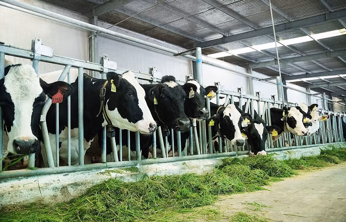 Chip điện tử được đeo cho từng cô bò để các cô nhận được sự chăm sóc kỹ lưỡng và chuyên biệt Lường trước được khó khăn về điều kiện tự nhiên, Vinamilk đã quyết tâm đầu tư ứng dụng khoa học kỹ thuật hiện đại để mở ra một diện mạo mới cho vùng đất này, biến Tây Ninh thành Resort Bò Sữa với những đồng cỏ tươi non có diện tích hàng trăm hecta. Thêm vào đó là hệ thống hồ điều hòa cũng được thiết kế bao quanh khu chăn nuôi với tổng diện tích 180.000 m2, giúp khí hậu trong lành và mát mẻ, xua tan đi nhiệt độ nắng gắt nơi đây. 