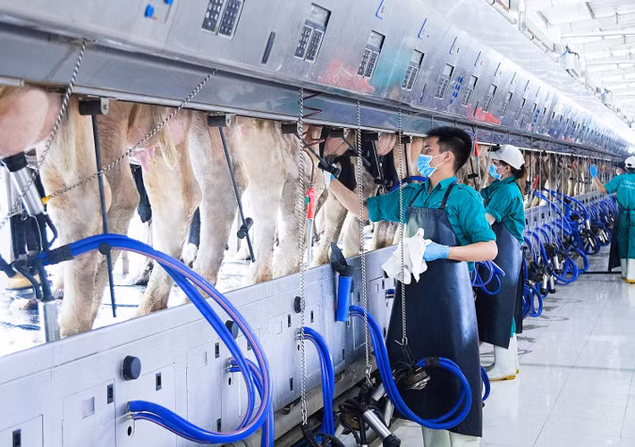 Dàn vắt sữa tự động có thể tiếp nhận hơn 200 cô bò/ lần vắt Những cô bò tại Resort Bò Sữa được đeo chip điện tử ở cổ. Từ đó, hệ thống sẽ thu thập thông tin về các chỉ số hoạt động, tình trạng sức khỏe và năng suất cho sữa của từng cô bò gửi về trung tâm quản lý. Tại đây, hệ thống tự động phân tích sẽ tiến hành đánh giá và đưa ra báo cáo về tình trạng các cá thể cần sự quan tâm, kiểm tra và đưa ra chế độ chăm sóc chuyên biệt. Việc này đảm bảo mỗi cô bò đều có sự chăm lo tốt nhất, cho ra nguồn sữa chất lượng cao. Sau khi nhận được báo cáo, hệ thống quản lý khẩu phần ăn, sẽ trực tiếp đo lường và đưa ra giải pháp dinh dưỡng phù hợp với từng giai đoạn phát triển của bò. Tại từng chuồng bò, robot Lely Juno dựa theo yêu cầu về trộn rãi thức ăn từ hệ thống, sẽ tự động vun đẩy một lượng thức ăn phù hợp với khẩu phần đã đưa ra. Ngoài ra, Juno còn mang theo những bản nhạc êm ái, dịu dàng giúp cho các cô bò thư giãn và có một bữa ăn ngon miệng hơn. 