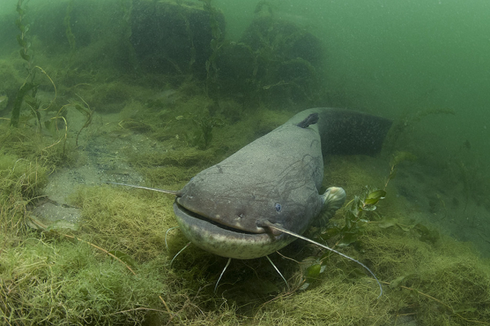 Cá trê khổng lồ Châu Âu có nguồn gốc từ Trung và Đông Âu, chúng được nuôi để làm thực phẩm và số lượng của chúng ở những khu vực bản địa tương đối ổn định, nhưng đó không phải là vấn đề.