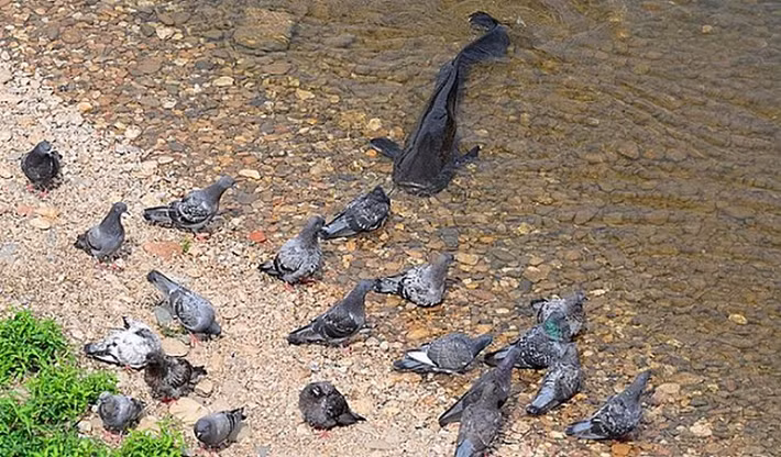 Ngay cả vịt trời hay chim bồ câu chúng cũng không tha, thậm chí vào năm 2001, một con cá trê khổng lồ ở Đức đã nhảy ra khỏi hồ chứa và nuốt chửng một con chó săn, do đó loài cá da trơn này còn được gọi là "Kuno the Killer".