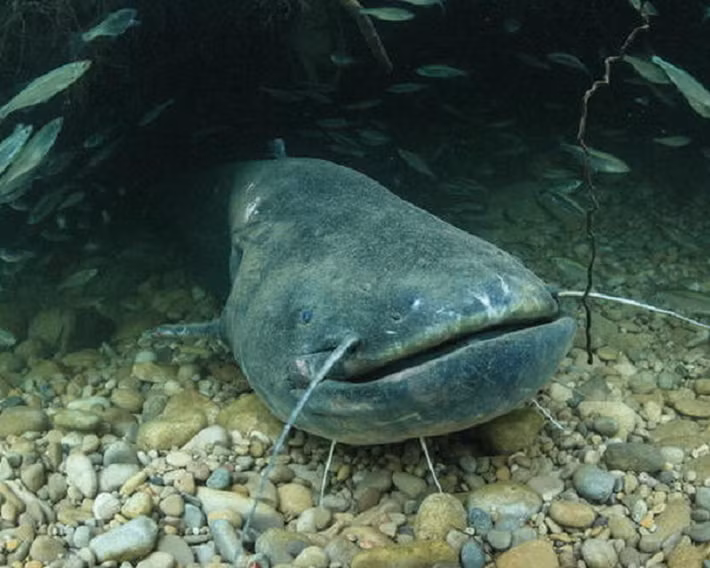 Cá trê khổng lồ Châu Âu có khả năng sinh sản siêu việt, cá cái có thể đẻ tới 30.000 trứng trên một kg trọng lượng cơ thể, vào mùa sinh sản - mùa hè, những con cá cái có thể đẻ 700.000 trứng.