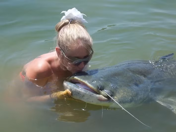 Cá trê khổng lồ là loài cá ăn thịt lớn, chúng có thể ăn mọi thứ từ xác chết, cá bệnh cho đến các động vật sống dưới nước như ếch nhái, ốc, côn trùng,… thậm chí có khi chúng ăn cả rắn, rùa, chuột...