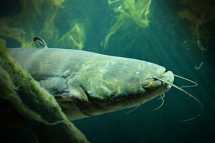 Chúng đã xâm lấn và tấn công các con sông và hồ ở Tây và Nam Âu tại ít nhất 10 quốc gia bao gồm Pháp, Ý, Tây Ban Nha và Vương quốc Anh, dẫn đến sự giảm sút lớn các loài cá địa phương, đặc biệt là các loài cá di cư có giá trị thương mại quan trọng như cá trích và cá hồi Đại Tây Dương.