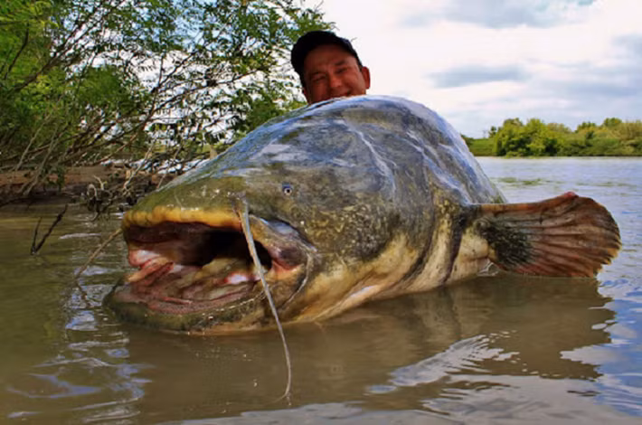 Không chỉ vậy, mặc dù các chuyên gia cho rằng cá trê khổng lồ Châu Âu vô hại đối với con người, nhưng thực tế đã từng có những ghi nhận trong lịch sử rằng cá trê khổng lồ Châu Âu làm tổn thương và thậm chí ăn thịt người.