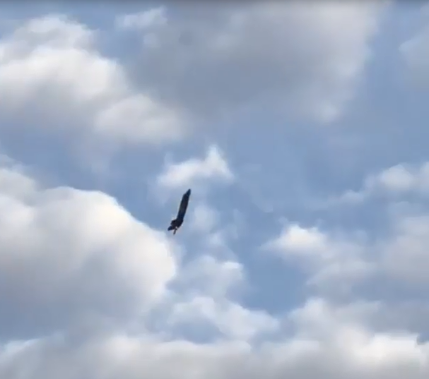 Đầu tiên, chiếc chiến đấu cơ F-35 lấy độ cao bằng cách bay thẳng một góc 90 độ lên không. Nguồn ảnh: Ins.