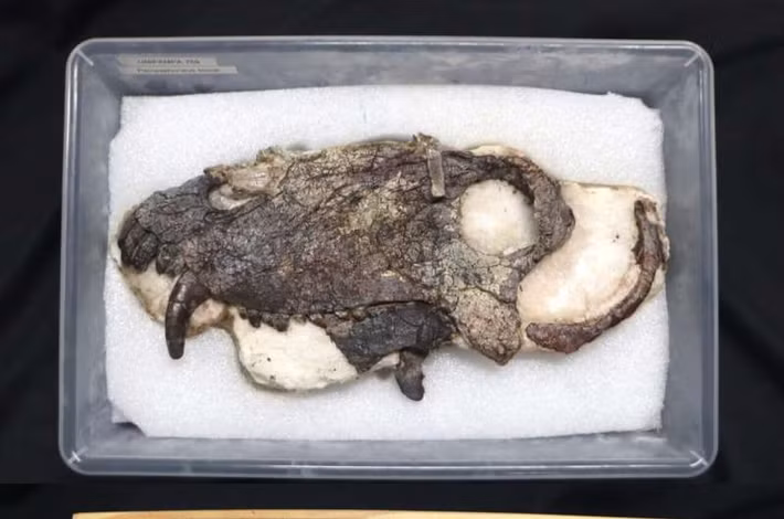 Pampaphoneus biccai được mô tả là có chiều dài cơ thể lên tới 3m, nặng khoảng 400 kg và là một kẻ săn mồi đáng sợ. Hộp sọ của nó còn lớn hơn so với ước tính ban đầu.