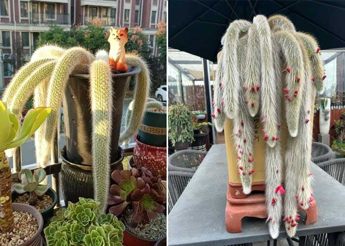 Loxanthocereus aureispinus không chỉ là một loài cây cảnh đẹp mắt mà còn mang lại nhiều ý nghĩa phong thủy tốt lành. Với vẻ đẹp độc đáo và khả năng nở hoa rực rỡ, xương rồng đuôi chồn chắc chắn sẽ là một lựa chọn tuyệt vời cho những ai yêu thích cây cảnh và muốn mang lại may mắn cho gia đình.(ảnh:Toutiao)