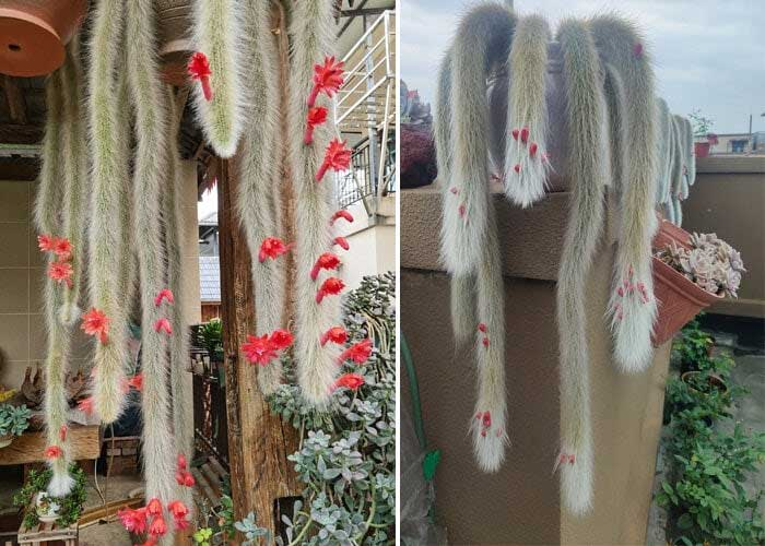 Loxanthocereus aureispinus thích hợp với loại đất có độ thoáng khí tốt. Bạn có thể trộn đất than bùn và đá trân châu theo tỷ lệ 1:1, thêm một lượng phân hữu cơ để tăng độ phì nhiêu cho đất. Khi tưới nước, cần chú ý liều lượng thích hợp để tránh bị thối rễ. Chỉ nên tưới nước khi bề mặt đất khô và tưới vừa đủ để tạo độ ẩm cho đất. (ảnh:Toutiao)