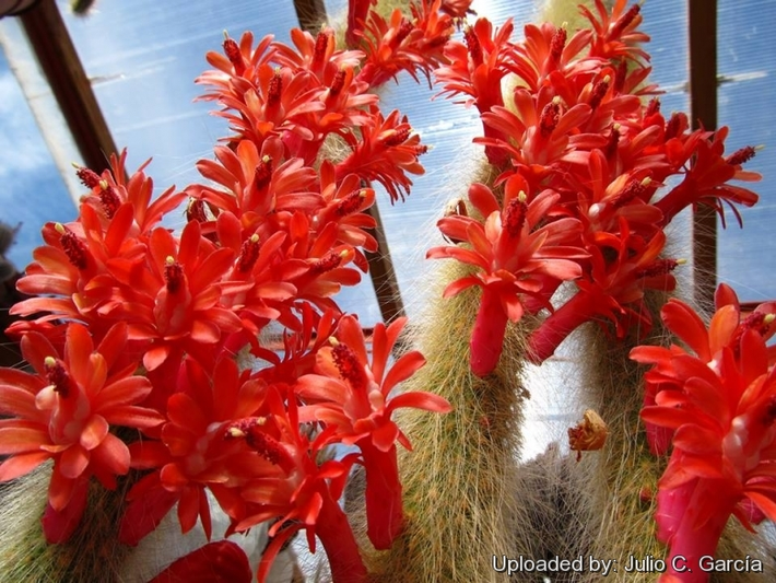 Không chỉ có hình dáng độc đáo, Loxanthocereus aureispinus còn nở hoa rất đẹp. Hoa của cây có màu đỏ tươi, thường nở vào mùa nắng, tạo nên một cảnh tượng rực rỡ và cuốn hút. Mỗi thân cây có thể nở hàng chục bông hoa, làm cho không gian trở nên sống động và hấp dẫn.(ảnh: LLIFLE)