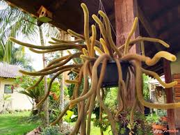 Loxanthocereus aureispinus có thân hình trụ, mềm mại và có thể dài tới 1,5 mét. (ảnh: LLIFLE)