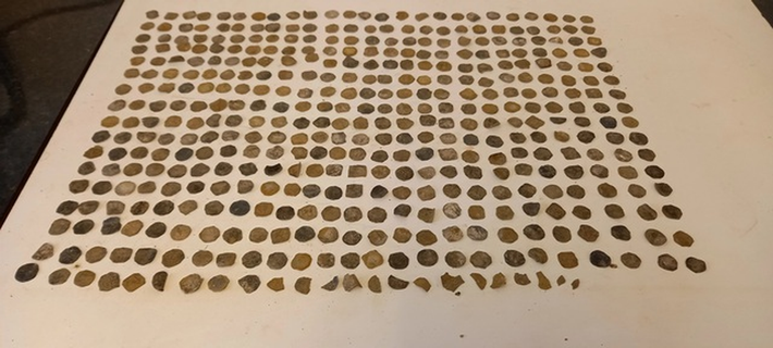 Phát hiện này được coi là quan trọng trong việc nghiên cứu lịch sử tiền tệ và kinh tế thời Trung cổ. (Ảnh:SWNS)