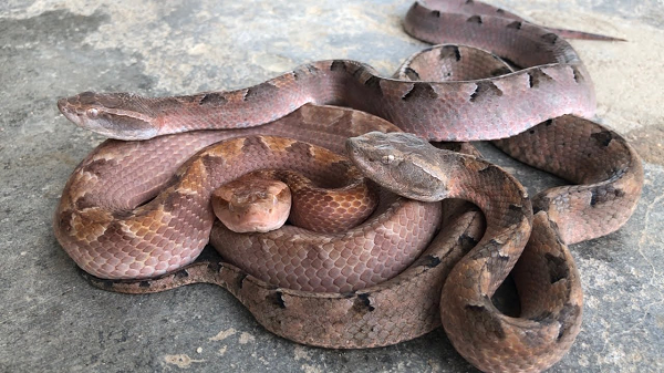 Tuy nhiên, so với rắn hổ mang chúa, rắn chàm quạp mặc dù có kích thước khá khiêm tốn nhưng chúng lại có răng nanh dài nhất trong các loài rắn sinh sống ở Việt Nam.