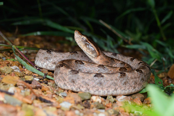 Loại rắn này dài chừng 1m, lưng có hoa văn hình tam giác màu xám nâu nhạt. Chúng thường sống ở vùng rừng cao su miền Đông Nam bộ và Campuchia. Đây là loài rắn cực độc và rất hiếm gặp.