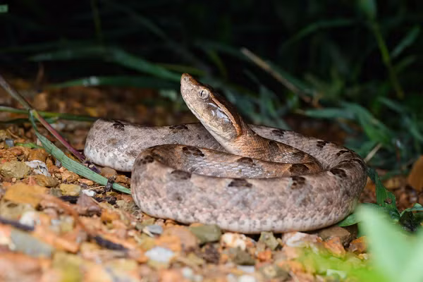 Loại rắn này dài chừng 1m, lưng có hoa văn hình tam giác màu xám nâu nhạt. Chúng thường sống ở vùng rừng cao su miền Đông Nam bộ và Campuchia. Đây là loài rắn cực độc và rất hiếm gặp.