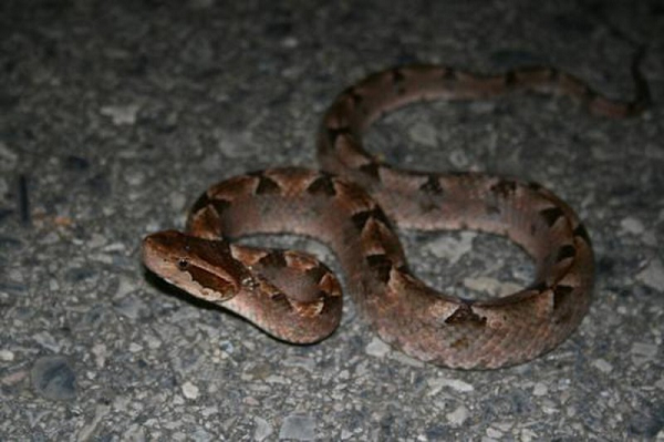 Theo một nghiên cứu, chiều dài răng nanh của loài rắn chàm quạp là từ 1,6 đến 1,7 cm. Răng nanh của rắn chàm quạp có cấu tạo như một móc câu dài, có thể tiêm nọc vào sâu cơ thể nạn nhân.