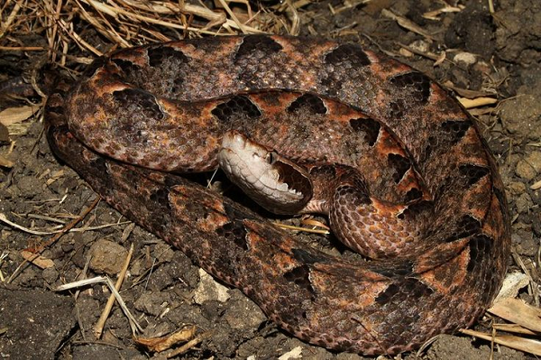 Khi các triệu chứng này xuất hiện càng nhanh thì mức độ nhiễm độc toàn thân càng nặng: Xuất huyết da niêm (90%), chảy máu răng lợi (35%), xuất huyết tiêu hoá trên (ói ra máu, 15%), tiểu máu (17,5%), bệnh nhân nữ có ra huyết âm đạo (22,2%) và bệnh nhân hôn mê do xuất huyết não (10%).