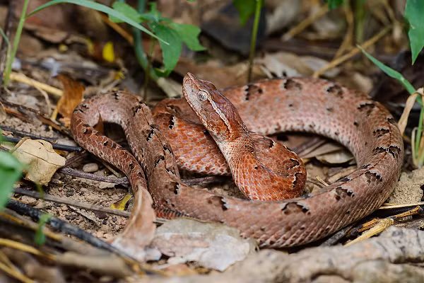 Màu sắc của rắn mới nhìn thì khá giống loài trăn hoa nên người dân dễ bị nhầm lẫn dẫn đến tai nạn. Rắn thường nằm cuộn tròn trong lá cây khô nên rất khó phát hiện và tránh. Sau khi cắn, rắn thường nằm yên tại chỗ, không di chuyển nên được nhận diện dễ dàng.