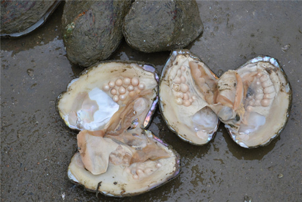 Nên độ sáng bóng, lấp lánh của ánh xà cừ vô cùng đẹp mắt, cầm vào tay bạn có thể cảm nhận được sự bóng mát của viên trai đem lại.