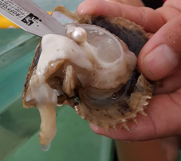 Một số người khi nghe câu chuyện hoài nghi đã nhầm lẫn và cho rằng chỉ có trai biển mới tạo ra ngọc trai, do đó nhà hàng phải lên tiếng đính chính: "Cả trai biển và sò đều tạo ra ngọc trai. Phổ biến nhất là trai biển nhưng sò vẫn có thể tạo ra ngọc."