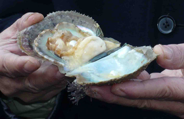 Viên ngọc mà ông Michael tìm thấy có kích thước 8,8 mm. Theo các chuyên gia tại từ Pearl Source, viên ngọc có thể có giá từ 50 đến 100.000 đô la (1,15 đến 2,3 tỷ VND) tùy thuộc vào vùng nước mà nó sinh sống.