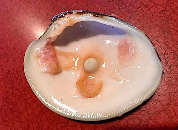 Cặp vợ chồng đã dùng bữa tại nhà hàng này 34 năm và đây là lần đầu tiên họ trải qua sự việc như vậy. Ông Michael cho biết, những người sưu tập ngọc trai nghiệp dư ước tính rằng viên ông vừa tìm thấy "có thể trị giá hàng nghìn đô la".