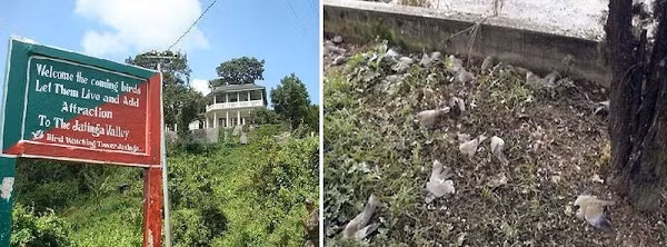 Hiện tượng chim tự sát kỳ bí ở Ấn Độ dần thu hút các nhà nghiên cứu động vật hoang dã và du khách tới ngôi làng. Để quảng bá du lịch, từ năm 2010, chính quyền địa phương tổ chức một lễ hội có tên chim Jatinga kéo dài trong 3 ngày trăng tròn, cùng các hoạt động văn hóa địa phương.