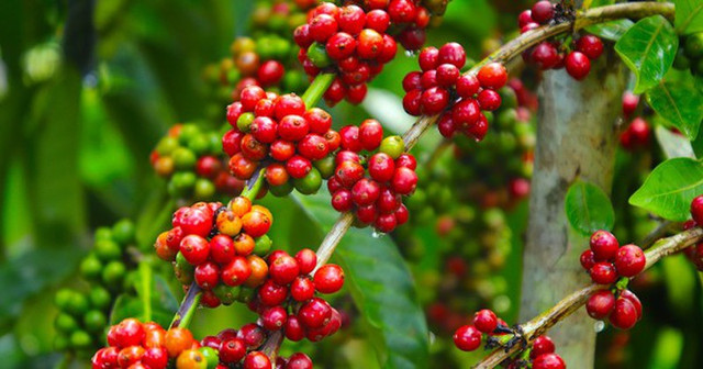 Giá cà phê hôm nay 16/11: Chấm dứt đà tăng, giảm 500 đồng/kg - Hình 2 Gia ca phe hom nay 16/11: Cham dut da tang, giam 500 dong/kg-Hinh-2