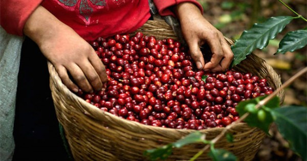 Giá cà phê hôm nay 14/11: Tăng mạnh 800 đồng/kg, nông dân vui mừng - Hình 2 Gia ca phe hom nay 14/11: Tang manh 800 dong/kg, nong dan vui mung-Hinh-2