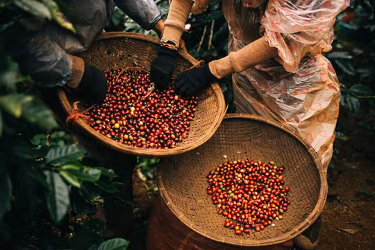 Giá cà phê hôm nay 20/9: Vì sao giá cà phê giảm mạnh 400 đồng/kg? - Hình 2 Gia ca phe hom nay 20/9: Vi sao gia ca phe giam manh 400 dong/kg?-Hinh-2