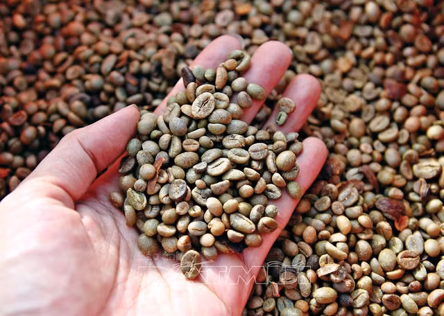 Gia ca phe hom nay 23/10: Tang nhe 100 dong sau chuoi ngay lao doc-Hinh-2