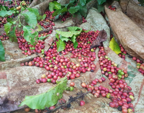 Giá cà phê hôm nay 21/10: Tăng mạnh 500 đồng/kg đạt gần 32.000 đồng/kg - Hình 2 Gia ca phe hom nay 21/10: Tang manh 500 dong/kg dat gan 32.000 dong/kg-Hinh-2