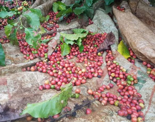 Gia ca phe hom nay 21/10: Tang manh 500 dong/kg dat gan 32.000 dong/kg-Hinh-2