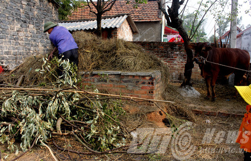 Ngôi mộ nằm cạnh chuồng bò, dưới đống rơm.