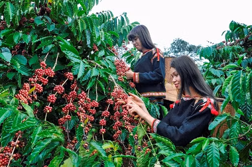 Gia ca phe hom nay 28/3: Giam xuong muc thap ky luc