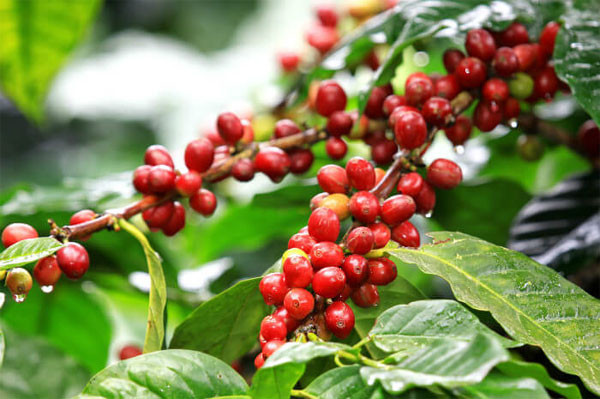 Giá cà phê hôm nay 27/3: Bất ngờ giảm 400 đồng/kg Gia ca phe hom nay 27/3: Bat ngo giam 400 dong/kg