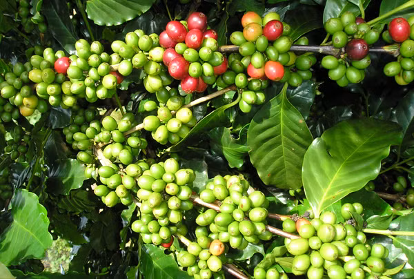 Gia ca phe hom nay 26/3: Tiep tuc da tang