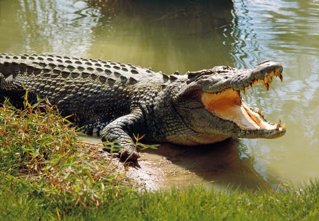 Khong nen choc gian cac dong vat cuc suc nhat the gioi nay-Hinh-13