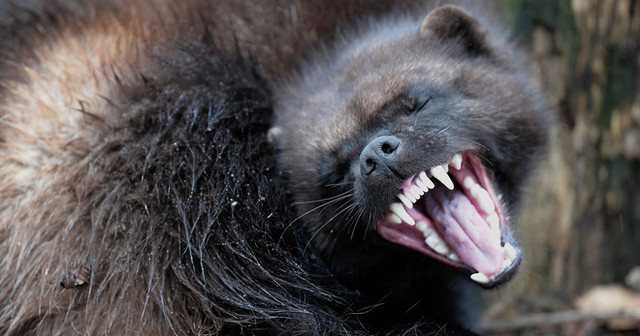 Khong nen choc gian cac dong vat cuc suc nhat the gioi nay-Hinh-9